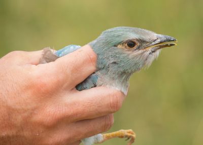 Conservation of the European Roller in Serbia